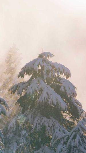 佛手瓜产妇可以吃吗截图3