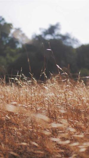 怀孕吃哈密瓜截图5