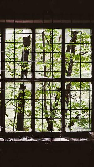 狗狗可以吃哈密瓜截图3