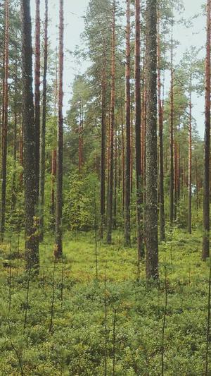 地梢瓜叶可以吃吗截图4