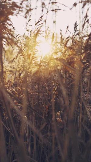 孕期吃哈密瓜好吗截图2