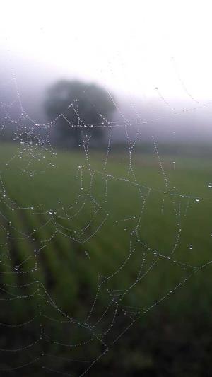 孕妇晚期可以吃哈密瓜截图4